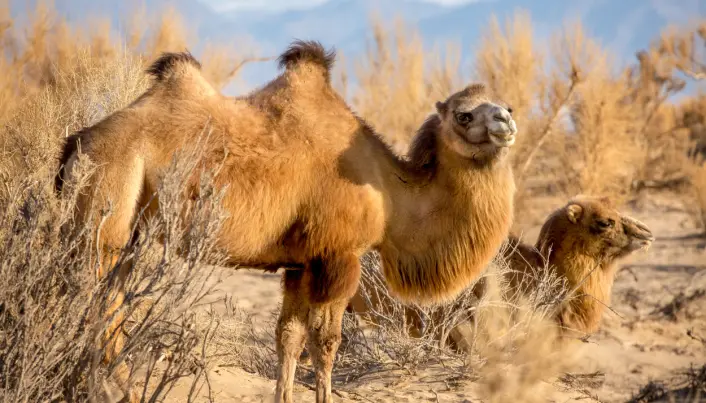 En vill baktrisk kamel med sine unge i Gobi-ørkenen i Mongolia er et storslått syn for de fleste. En vill baktrisk kamel med sine unge i Gobi-ørkenen i Mongolia er et storslått syn for de fleste.