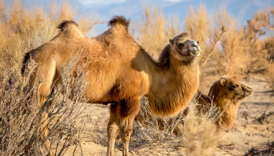 En vill baktrisk kamel med sine unge i Gobi-ørkenen i Mongolia er et storslått syn for de fleste.