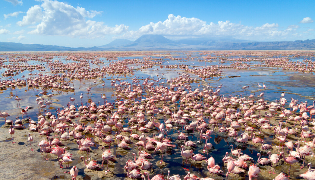Flamingo colony i Lake Natron er at av naturens underverker seerne får bli med til i den nye dokumentarserien. Flamingo colony i Lake Natron er at av naturens underverker seerne får bli med til i den nye dokumentarserien.