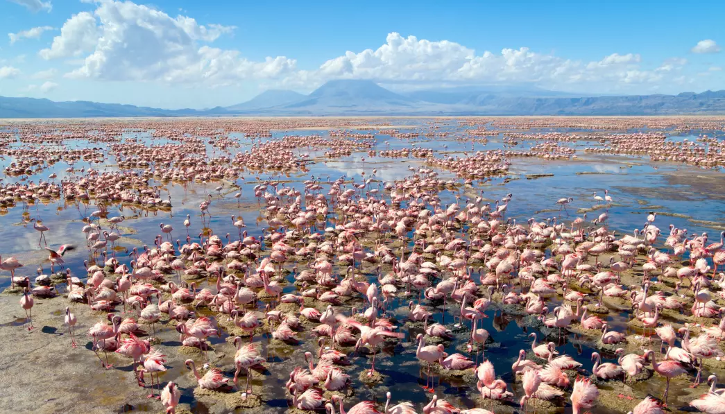 Flamingo colony i Lake Natron er at av naturens underverker seerne får bli med til i den nye dokumentarserien.