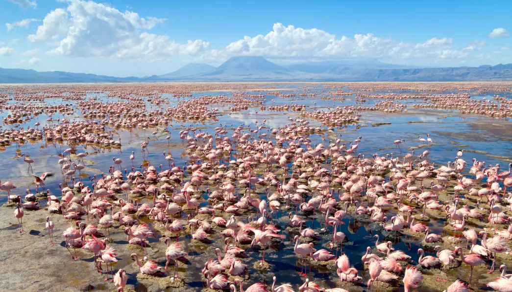 Flamingo colony i Lake Natron er at av naturens underverker seerne får bli med til i den nye dokumentarserien. Flamingo colony i Lake Natron er at av naturens underverker seerne får bli med til i den nye dokumentarserien.