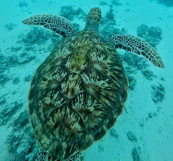 På Mauritius fikk Dahlgren svømt med kjempeskilpadder i korallrev.