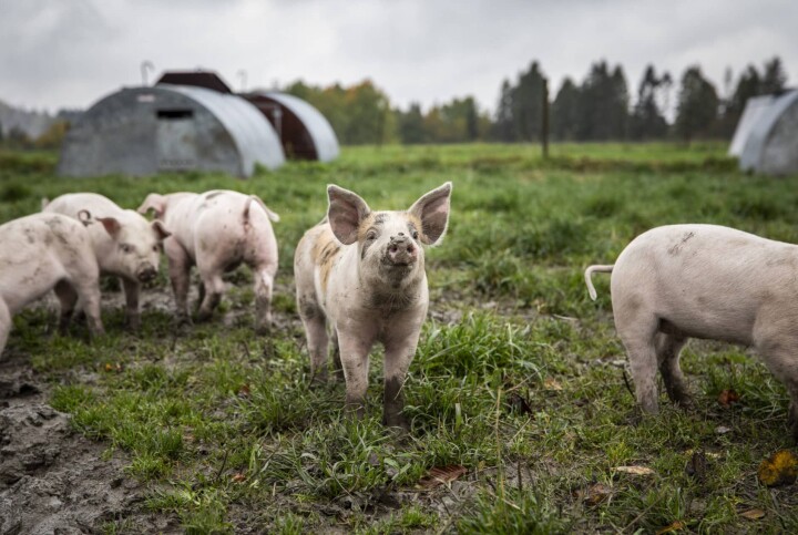 Dyrevernalliansen søker kommunikasjons- og arrangementsrådgiver 🐷 naturbilde av griser