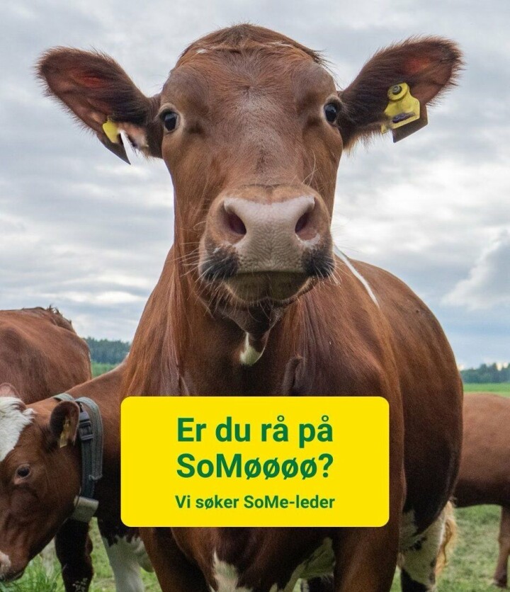 «Er du rå på SoMøøøø?» ble startskuddet for en rekrutteringskampanje som overgikk alle forventninger.